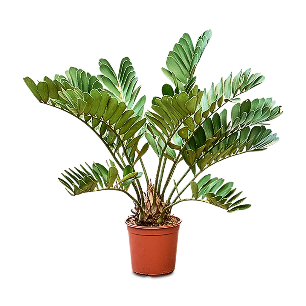 Zamia Furfuracea - Cardboard Palm 14 Zamia Furfuracea - Cardboard Palm - Image 12