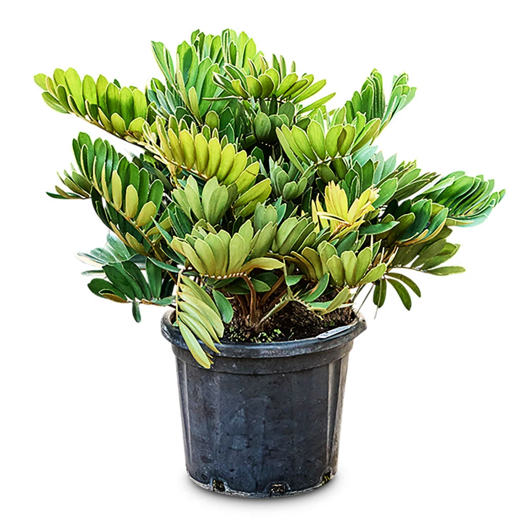 Zamia Furfuracea - Cardboard Palm 12 Zamia Furfuracea - Cardboard Palm - Image 10