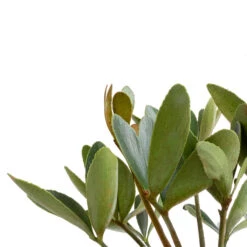 Zamia Furfuracea - Cardboard Palm 20 Zamia Furfuracea - Cardboard Palm -Plant Promotion Store Zamia furfuracea Cardboard Palm SWATCH 2