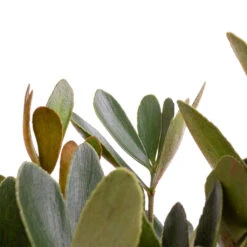 Zamia Furfuracea - Cardboard Palm 22 Zamia Furfuracea - Cardboard Palm -Plant Promotion Store Zamia furfuracea Cardboard Palm SWATCH 3