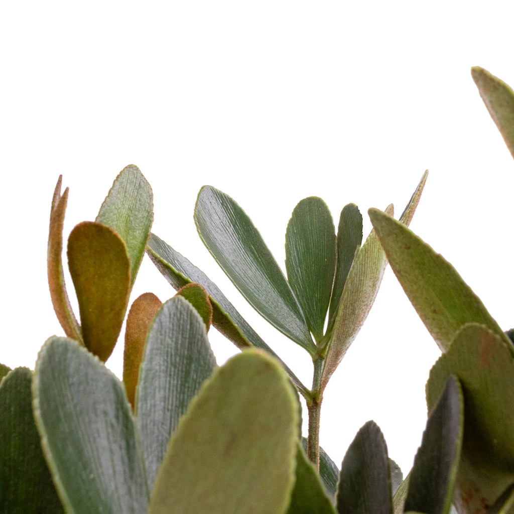 Zamia Furfuracea - Cardboard Palm 10 Zamia Furfuracea - Cardboard Palm - Image 8