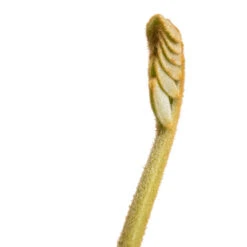 Zamia Furfuracea - Cardboard Palm 23 Zamia Furfuracea - Cardboard Palm -Plant Promotion Store Zamia furfuracea Cardboard Palm SWATCH 5