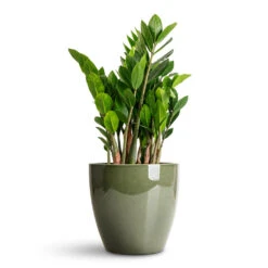Sven Plant Pot - Sage 13 Sven Plant Pot - Sage -Plant Promotion Store Zamioculcas zamiifolia 14x40cm Sven Pot Sage 20x19cm 1
