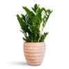 Zamioculcas Zamiifolia - ZZ Plant 1 Zamioculcas Zamiifolia - ZZ Plant -Plant Promotion Store Zamioculcas zamiifolia 17x65cm Beatrice Pot Terracotta 24x24cm