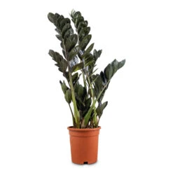 Zamioculcas Zamiifolia - Raven ZZ Plant -Plant Promotion Store Zamioculcas zamiifolia Raven 17x75cm
