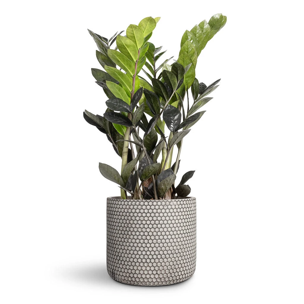 Bernt Plant Pot - Shiny Black 7 Bernt Plant Pot - Shiny Black - Image 5