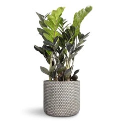 Zamioculcas Zamiifolia - Raven ZZ Plant -Plant Promotion Store Zamioculcas zamiifolia Raven ZZ Plant 14x50cm Bernt Plant Pot Shiny Black 17x14cm