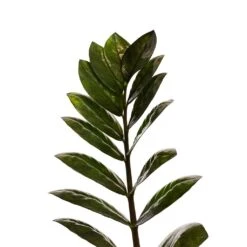 Zamioculcas Zamiifolia - Raven ZZ Plant -Plant Promotion Store Zamioculcas zamiifolia Raven ZZ Plant 14x50cm Close Up