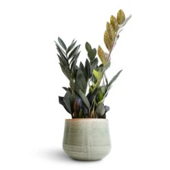 Iris Plant Pot - Mint 30 Iris Plant Pot - Mint -Plant Promotion Store Zamioculcas zamiifolia Raven ZZ Plant 14x50cm Iris Plant Pot Mint 18x15cm