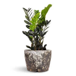 Zamioculcas Zamiifolia - Raven ZZ Plant -Plant Promotion Store Zamioculcas zamiifolia Raven ZZ Plant 14x50cm Lava Couple Straight Relic Planter Black 25x17cm