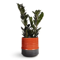 Marlijn Plant Pot - Coral 29 Marlijn Plant Pot - Coral -Plant Promotion Store Zamioculcas zamiifolia Raven ZZ Plant 14x50cm Marlijn Plant Pot Coral 17x16cm 1