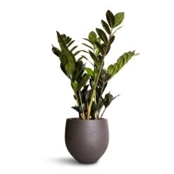 Zamioculcas Zamiifolia - Raven ZZ Plant -Plant Promotion Store Zamioculcas zamiifolia Raven ZZ Plant 14x50cm Mini Orb Kevan Plant Pot Black Washed 18x15cm