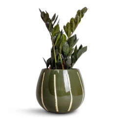 Zamioculcas Zamiifolia - Raven ZZ Plant -Plant Promotion Store Zamioculcas zamiifolia Raven ZZ Plant 14x50cm Nova Plant Pot Green 23x18cm 5d1fd0e5 fb54 4b8a b406 74446cfba4b5