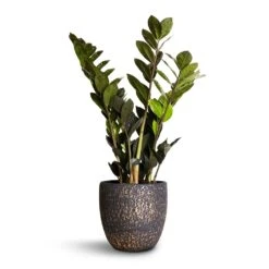 Zamioculcas Zamiifolia - Raven ZZ Plant -Plant Promotion Store Zamioculcas zamiifolia Raven ZZ Plant 14x50cm Rinca Plant Pot Shiny Black 17x15cm