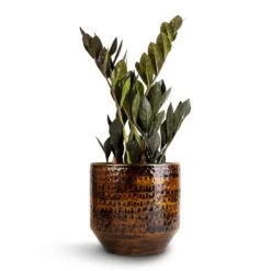 Sanna Plant Pot - Savanna 22 Sanna Plant Pot - Savanna -Plant Promotion Store Zamioculcas zamiifolia Raven ZZ Plant 14x50cm Sanna Plant Pot Savanna 18x17cm 1 caa813fb a73a 4a09 abf9 13f15c1488c1
