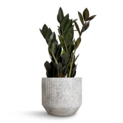 Zamioculcas Zamiifolia - Raven ZZ Plant -Plant Promotion Store Zamioculcas zamiifolia Raven ZZ Plant 14x50cm Solento Plant Pot White Speckle 16x14cm 99d6eac6 4cf0 4cc6 ab1b 22c62ec6a215
