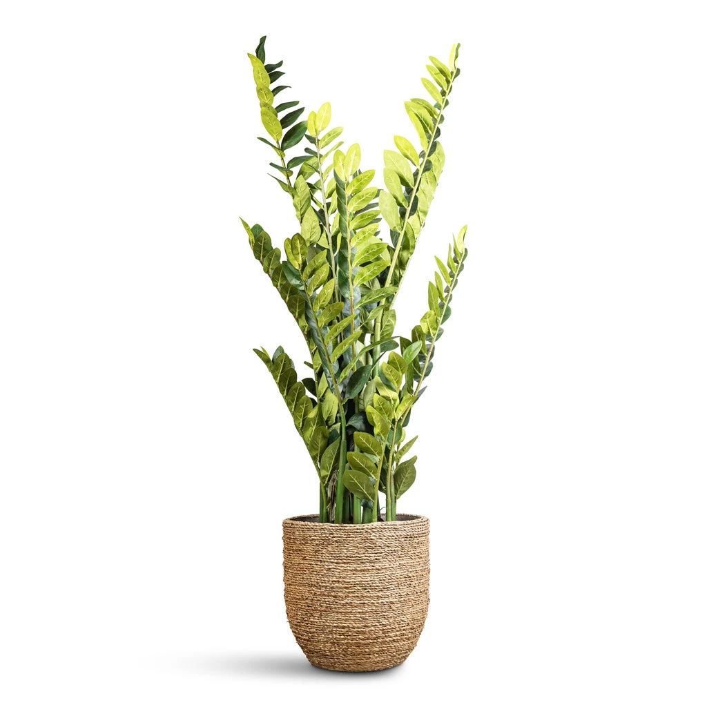 Cody Plant Pot - Straw Grass 5 Cody Plant Pot - Straw Grass - Image 3