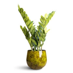 Emmie Metal Plant Pot - Mystic Yellow -Plant Promotion Store Zamioculcas zamiifolia ZZ Artificial 70cm 7 stems Emmie Metal Pot Mystic Yellow 23x20cm