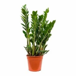 Zamioculcas Zamiifolia - ZZ Plant 40 Zamioculcas Zamiifolia - ZZ Plant -Plant Promotion Store Zamioculcas zamiifolia ZZ Plant 100cm