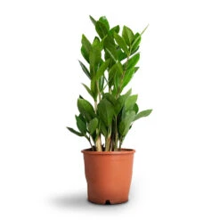 Zamioculcas Zamiifolia - ZZ Plant 26 Zamioculcas Zamiifolia - ZZ Plant -Plant Promotion Store Zamioculcas zamiifolia ZZ Plant 12x45cm