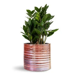 Zamioculcas Zamiifolia - ZZ Plant 35 Zamioculcas Zamiifolia - ZZ Plant -Plant Promotion Store Zamioculcas zamiifolia ZZ Plant 14x40cm Didi Plant Pot Pearl Pink 19x16cm