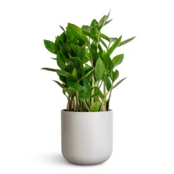 Lisbon Plant Pot - Light Grey 16 Lisbon Plant Pot - Light Grey -Plant Promotion Store Zamioculcas zamiifolia ZZ Plant 14x40cm Lisbon Plant Pot Light Grey 15x15cm