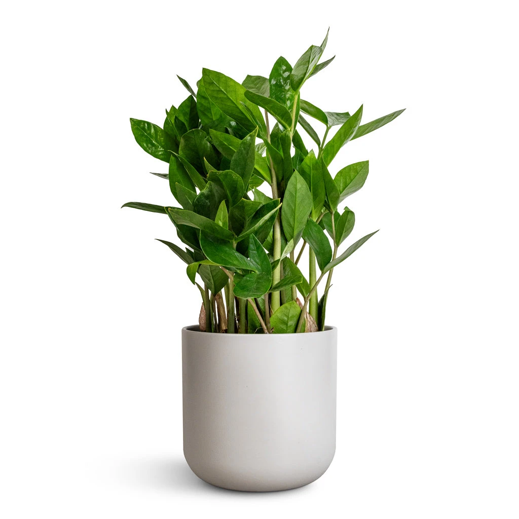 Lisbon Plant Pot - Light Grey 5 Lisbon Plant Pot - Light Grey - Image 3