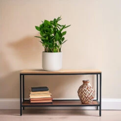 Zamioculcas Zamiifolia - ZZ Plant 24 Zamioculcas Zamiifolia - ZZ Plant -Plant Promotion Store Zamioculcas zamiifolia ZZ Plant 14x40cm Lisbon Plant Pot Light Grey 15x15cm f37a96e2 74fe 4be8 9c0e e4d591cdf20d