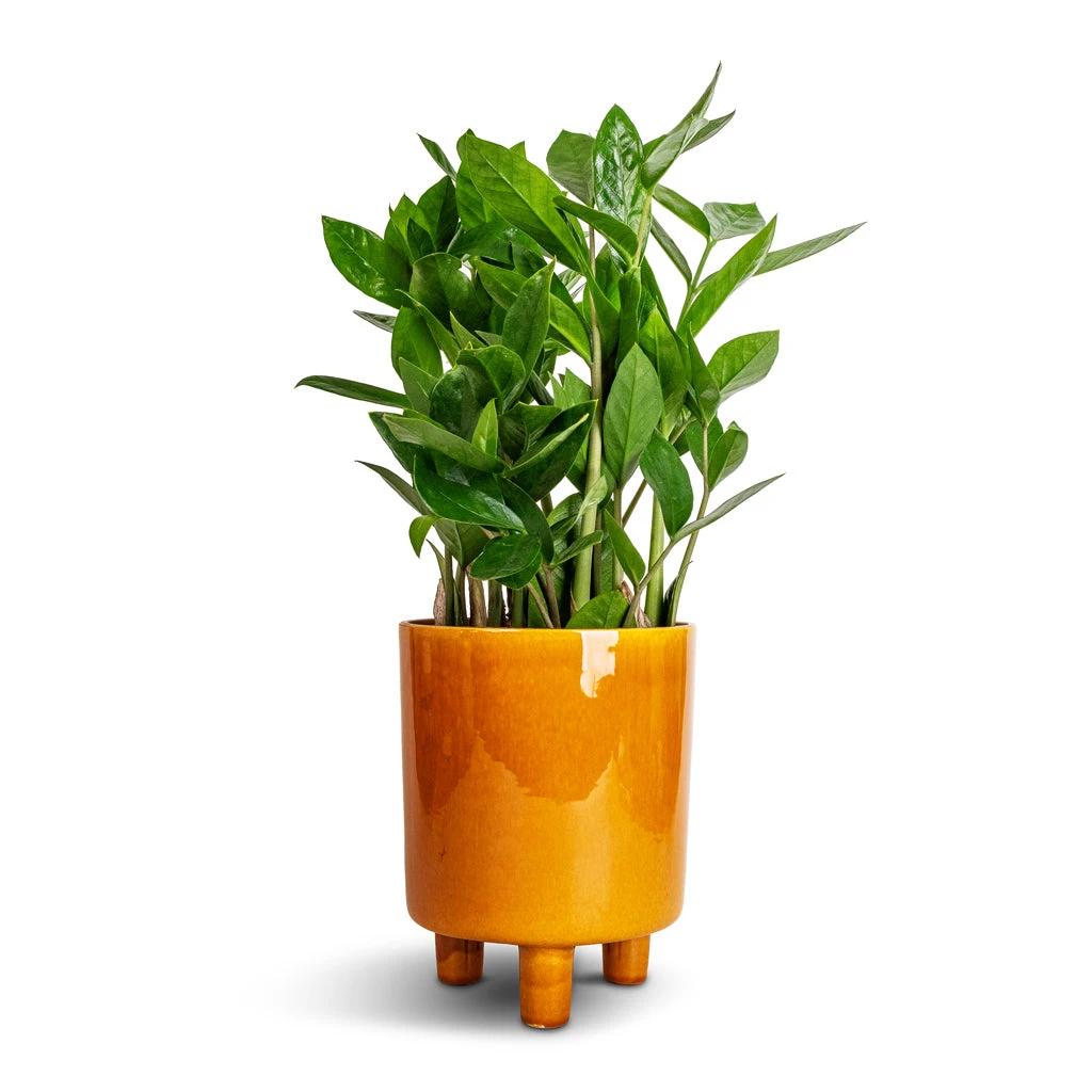 Pisa Plant Pot - Mustard 7 Pisa Plant Pot - Mustard - Image 5