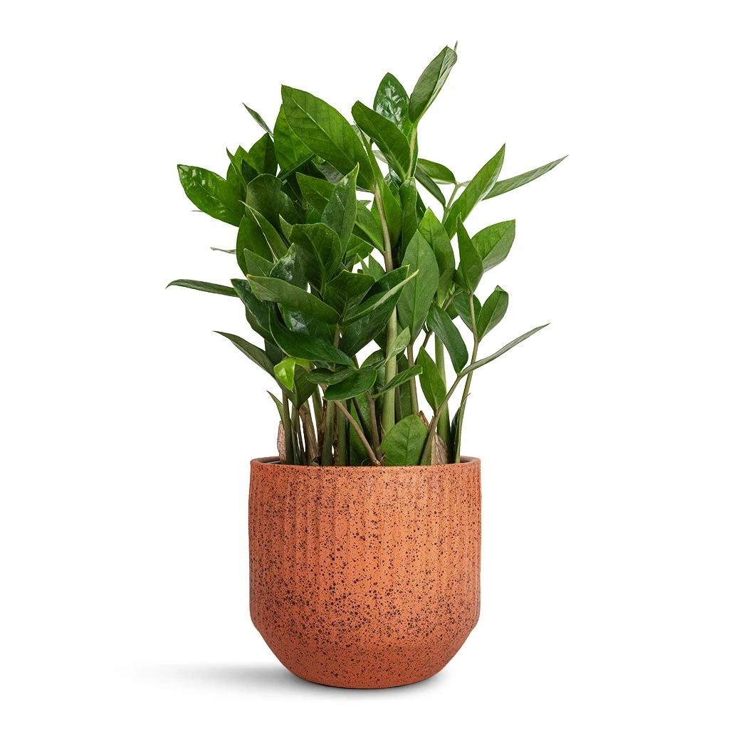 Solento Plant Pot - Terracotta Speckle 4 Solento Plant Pot - Terracotta Speckle - Image 2