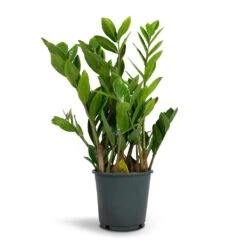Zamioculcas Zamiifolia - ZZ Plant 30 Zamioculcas Zamiifolia - ZZ Plant -Plant Promotion Store Zamioculcas zamiifolia ZZ Plant 14x50cm