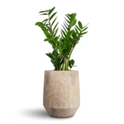Zamioculcas Zamiifolia - ZZ Plant 29 Zamioculcas Zamiifolia - ZZ Plant -Plant Promotion Store Zamioculcas zamiifolia ZZ Plant 17x65cm Harith High Mineral Planter Travertine 28x33cm