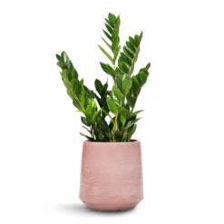 Zamioculcas Zamiifolia - ZZ Plant 37 Zamioculcas Zamiifolia - ZZ Plant -Plant Promotion Store Zamioculcas zamiifolia ZZ Plant 17x65cm Remi Plant Pot Pink 23x25cm