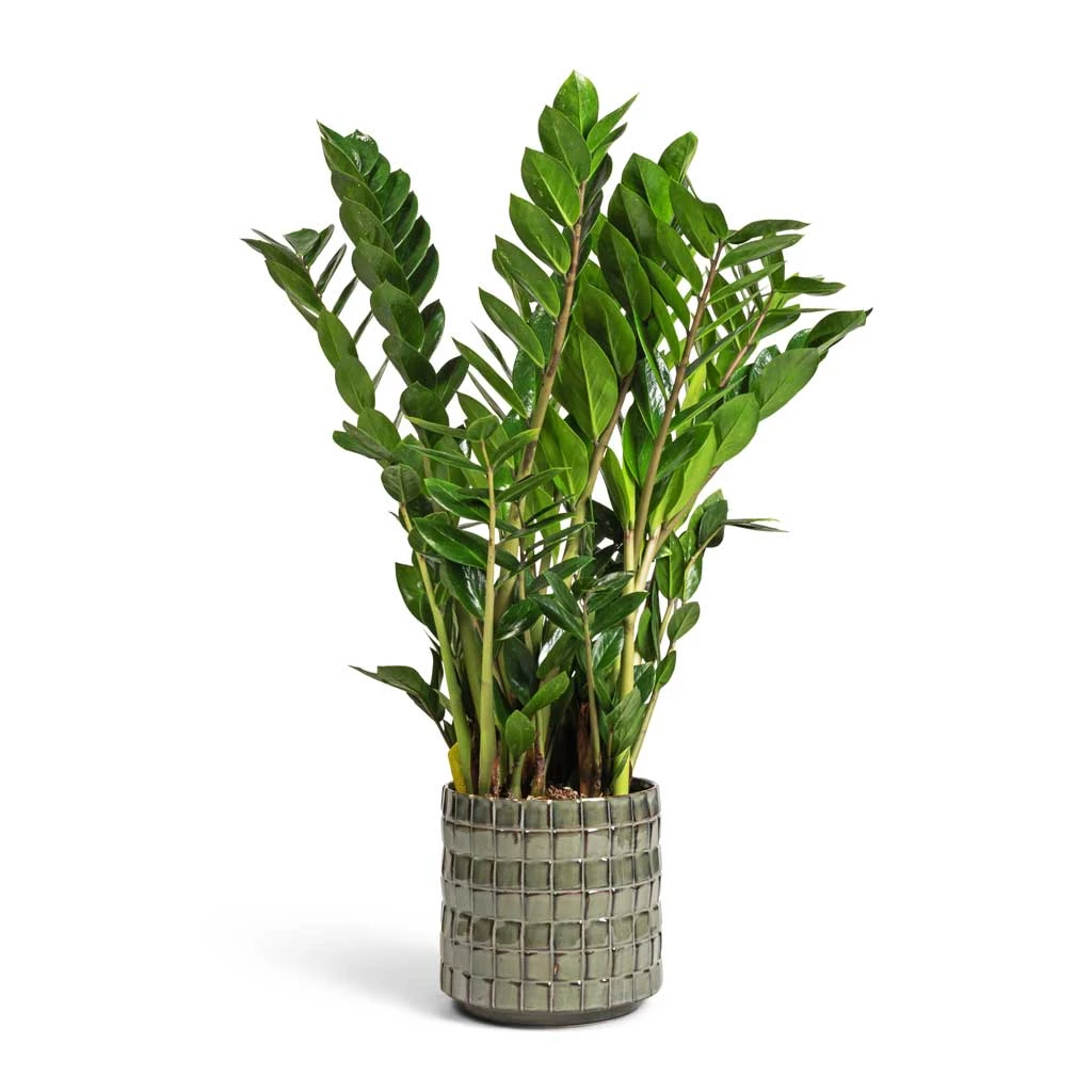 Stian Plant Pot - Moss Green 19 Stian Plant Pot - Moss Green - Image 17