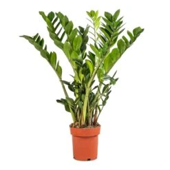 Zamioculcas Zamiifolia - ZZ Plant 34 Zamioculcas Zamiifolia - ZZ Plant -Plant Promotion Store Zamioculcas zamiifolia ZZ Plant 17x65cm 92d8934c db31 4151 b436 0c09401ebf11