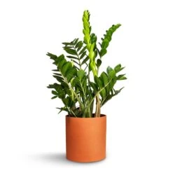 Puk Refined Planter - Canyon Orange -Plant Promotion Store Zamioculcas zamiifolia ZZ Plant 21x80cm Puk Refined Planter CanyonOrange 25x24.5cm da2dc062 e4ee 4e46 a4fc 89e0036e5c56