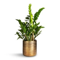 Solis Embossed Plant Pot - Gold -Plant Promotion Store Zamioculcas zamiifolia ZZ Plant 21x80cm Solis Embossed Plant Pot Gold 25x25cm 7539f515 6012 4e89 a7cf fda3ef5c4885
