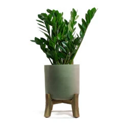 Charlie Plant Pot - Low Stand - Grey Washed 16 Charlie Plant Pot - Low Stand - Grey Washed -Plant Promotion Store Zamioculcas zamiifolia ZZ Plant Charlie Plant Pot Low Stand Grey Washed
