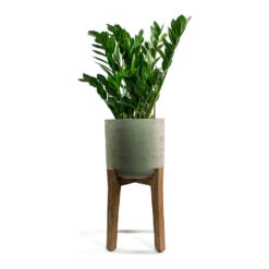 Charlie Plant Pot - Tall Stand - Grey Washed 16 Charlie Plant Pot - Tall Stand - Grey Washed -Plant Promotion Store Zamioculcas zamiifolia ZZ Plant Patt Plant Pot Low Stand Black Washed