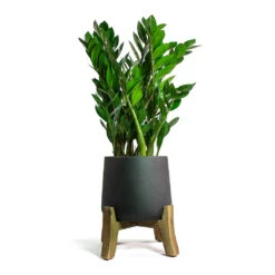 Patt Plant Pot - Low Stand - Black Washed -Plant Promotion Store Zamioculcas zamiifolia ZZ Plant Patt Plant Pot Low Stand Black Washed 5e97ef9d d040 4d04 8633 61631dfb3c41