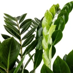Zamioculcas Zamiifolia - ZZ Plant 25 Zamioculcas Zamiifolia - ZZ Plant -Plant Promotion Store Zamioculcas zamiifolia ZZ Plant Swatch