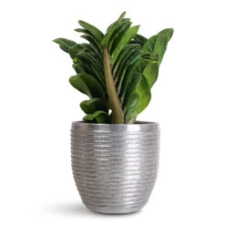 Elise Metal Plant Pot - Lead 16 Elise Metal Plant Pot - Lead -Plant Promotion Store Zamioculcas zamiifolia Zenzi 11x30cm Elise Metal Pot Lead 15x12cm