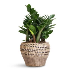 Zamioculcas Zamiifolia Zenzi - Zenzi ZZ Plant -Plant Promotion Store Zamioculcas zamiifolia Zenzi 14x45cm Deb Pot Aubergine 20x15cm