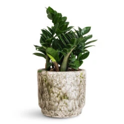 Julian Plant Pot - Moss -Plant Promotion Store Zamioculcas zamiifolia Zenzi 14x45cm Julian Pot Moss 18x15cm 1