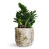 Zamioculcas Zamiifolia Zenzi - Zenzi ZZ Plant -Plant Promotion Store Zamioculcas zamiifolia Zenzi 14x45cm Julian Pot Moss 18x15cm