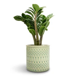 Morocco Plant Pot - Jade Green Celadon -Plant Promotion Store Zamioculcas zamiifolia Zenzi Zenzi ZZ Plant 11x30cm Morocco Plant Pot Jade Green Celadon 14x12cm 63d10ad7 6f01 44c3 9e74 549c072647d6