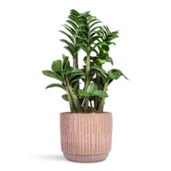 Zamioculcas Zamiifolia Zenzi - Zenzi ZZ Plant -Plant Promotion Store Zamioculcas zamiifolia Zenzi Zenzi ZZ Plant 14x45cm Cille Plant Pot Vintage Pink 17x15cm