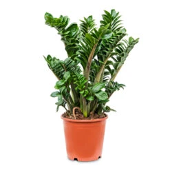 Zamioculcas Zamiifolia Zenzi - Zenzi ZZ Plant -Plant Promotion Store Zamioculcas zamiifolia Zenzi Zenzi ZZ Plant 21x65cm