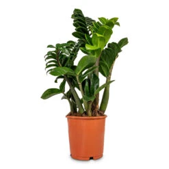 Zamioculcas Zamiifolia Zenzi - Zenzi ZZ Plant -Plant Promotion Store Zamioculcas zamiifolia Zenzi Zenzi ZZ Plant