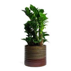 Zamioculcas Zamiifolia Zenzi - Zenzi ZZ Plant -Plant Promotion Store Zamioculcas zamiifolia Zenzi Zenzi ZZ Plant Didi Plant Pot Matt Brown 6d9337f4 27a0 42e6 afb1 4c5091e60495